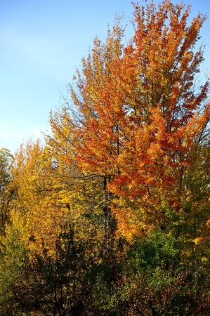 Autumn in Forest. Vertical Autumn Theme. Nature Photo Collection.の写真素材
