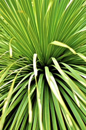 Cactus Plant Vertical Photo. Nature Photo Collection