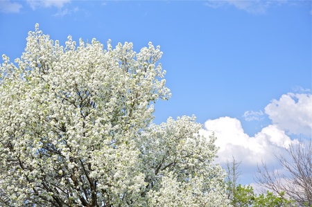 Flowering Trees - Spring in the Garden. Wild Plums Blossom and Cloudy Blue Sky. Nature Photo Collection.の写真素材