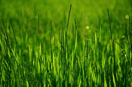 Fresh and Green Summer Grassの写真素材