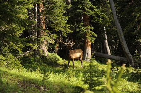 Colorado Deer. Colorado Wild Life USAの写真素材