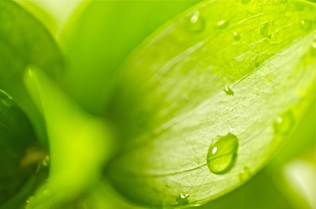 Green Leaf and the Dew. Fresh Green Backgroundの写真素材