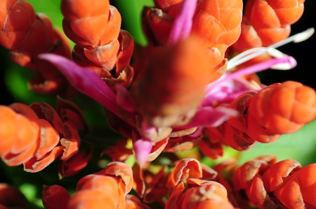 Botanic Macro. Macro Shot of Exotic Orange Flower