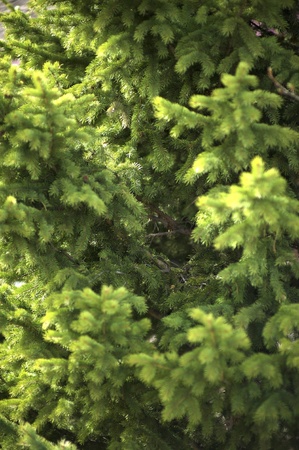 Prickly Branches of Pine Tree Horizontal Nature Photo Backgroundの写真素材