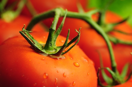 Fresh Tomatoes and Water Dropsの写真素材