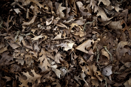 Fall Signs - Autumn Signs. Fall Leaves Background. Nature Photo Collectionの写真素材