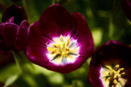 Dark Burgundy Tulips Closeup. Flowers Photo Collection. Three Burgundy Tulips.の写真素材