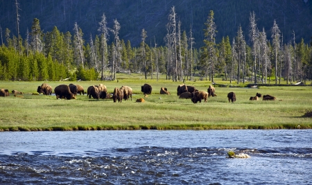 Yellowstone Landscape and Ecosystem - American Bisons ( Buffalo ) in the Greater Yellowstone - Firehole River. Nature Photo Collection の写真素材