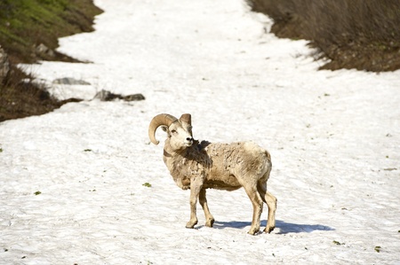 Bighorn Sheep in Glacier National Park, Montana. Bighorn Sheep on Snow. Wildlife of North America. Wildlife Photo Collection.の写真素材