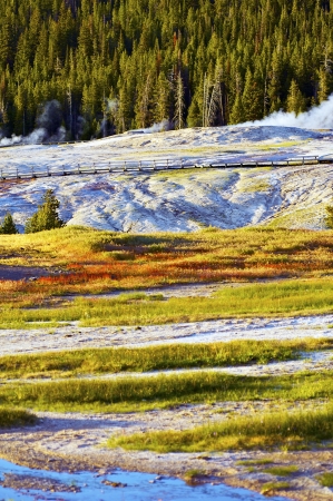 Yellowstone Harsh Conditions. Upper Geyser Basin - Yellowstone National Park, Wyoming, USA. Vertical Summer Photo. U.S. National Parks Photo Collection.の写真素材