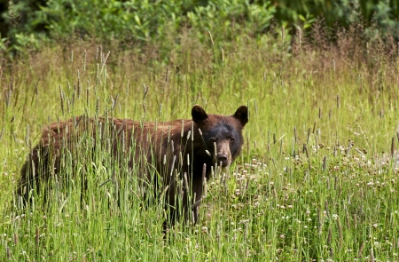 Black Bear in Summer - British Columbia, Canada. Canadian Wildlife Photography Collection.