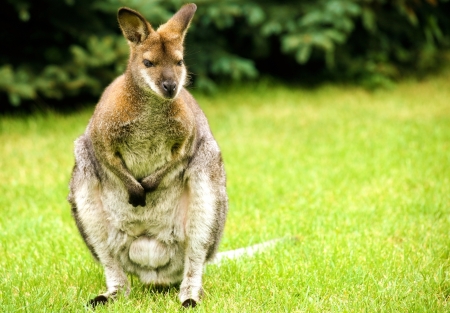 Kangaroo on Grass. Australian Kangaroo. Animal Photography Collection.の写真素材