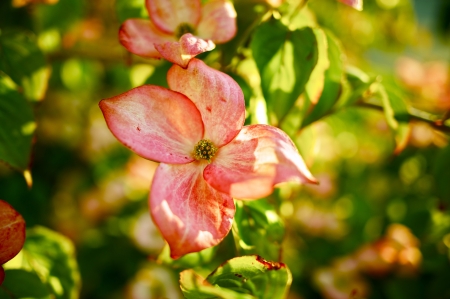 Flowering Tree in Washington State, USA. Pink Flowers Closeup. Flowers Photo Collectionの写真素材