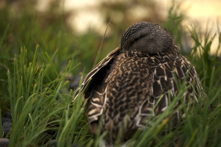 Wildlife Photography: Ready to Sleep American Black Duck is a Large Dabbling Duck (Anas Rubripes). Washington State Wildlife Photo Collection.の写真素材