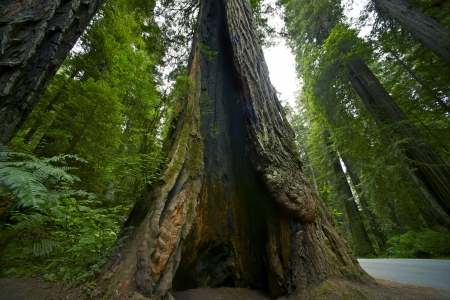 Giant Cracked Redwood - Redwood Forest Scenery  Norther California, USA  Nature Photo Collection の写真素材
