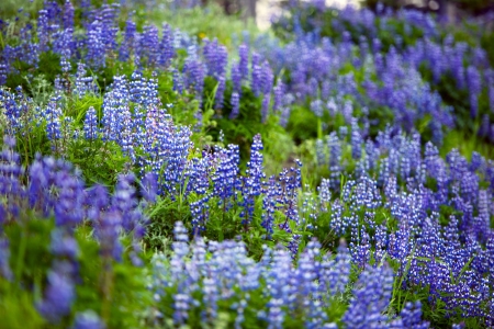 Blue Lupines Meadow. High Alpine Meadow.