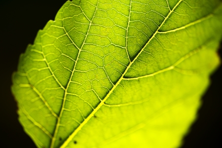 Green Leaf on Black Background. Green Leaf Macro Photography. Nature Photo Collection