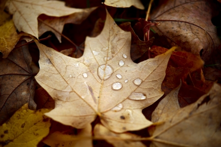 Signs of the Fall. Leaf Covered by Water Drops Laying on the Ground Between Other Leaves. Autumn Photo Collection.の写真素材