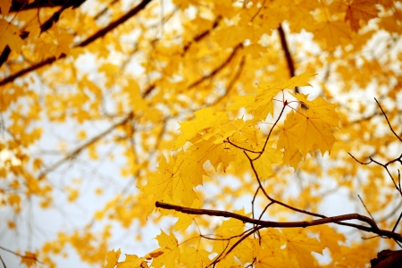 Yellow Maple Leaves - Autumn Season in the Park. Fall Photography Collection.の写真素材
