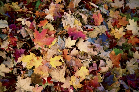Autumn Leaves Background. Autumn Theme.