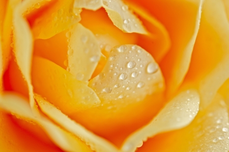 Yellow Rose Closeup - Rose Macro Photography.の写真素材
