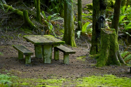 Mossy Bench in the Mossy Forest.  Pacific Northwest Rainforest Park. Recreation Photo Collectionの写真素材