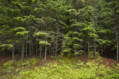 Deep Montana Forest Landscape. Montana Wilderness. Nature Photo Collection.