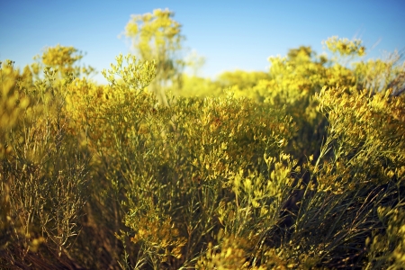 Arizona Wildflowers Closeup. Flowers Photo Collection.の写真素材