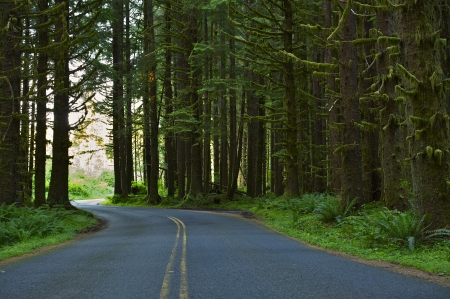 Washington Forest Road. Washington State Photo Collection.