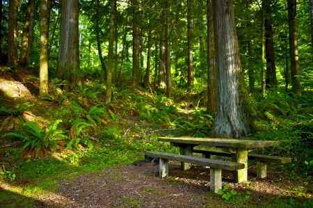 Bench in the Mossy Park. Picnic Place.