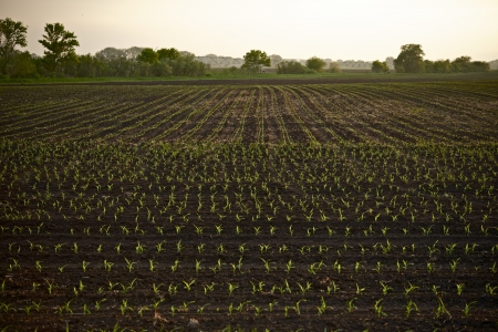 Farmland Corn Field in Illinois, USA  Agriculture Photo Collection の写真素材