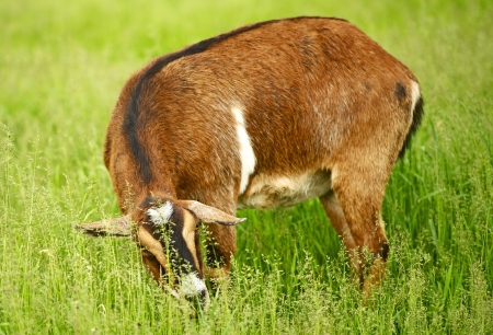 Goat on a Pasture Eating Fresh Grass  Farmland Photo の写真素材