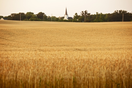 Wheat Field in Illinois State. Small Local Church in a Distance. の写真素材