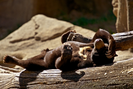 Lazy Malayan Sun Bear. Malayan Bear is Smallest Bear Species. Live in Southeast Asia. Bears Photo Collection.の写真素材