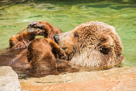 Grizzly Bear Having Fun in the Water. North American Brown Bearの写真素材