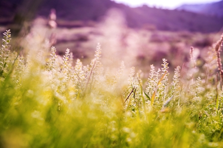 Spring Mountain Meadow Vegetation Closeup Photo.の写真素材