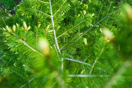 Spring Green Spruce Branches Closeup Photo.
