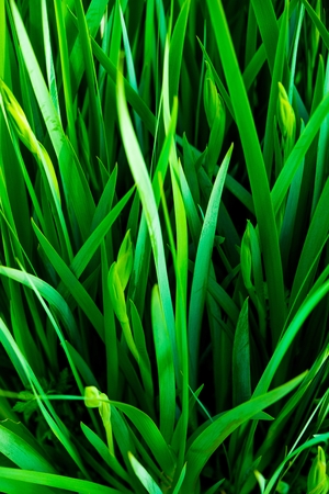 Dark Green Grassy Leaves Plant Closeup.の写真素材