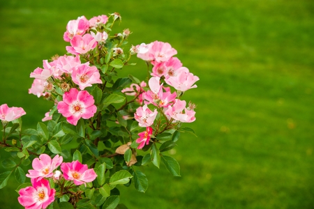 Pink Wild Flowers on Grassy Green Background. Summer Flowers.の写真素材
