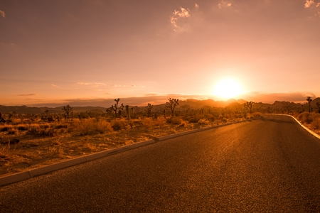 Joshua Tree Desert Road at Sunset. Park Interior Road in the Joshua Tree National Park in California, USA.の写真素材