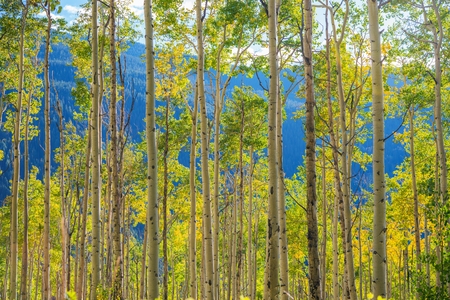 Green Yellow Aspen Trees Scenery near Aspen, Colorado, United States. Autumn in the Colorado.の写真素材