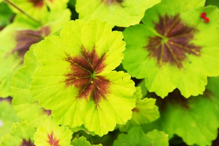 Green Leaves Closeup Photo. Botanic Theme.の写真素材