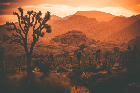 Joshua Trees and South California Desert. San Bernardino Mountains. Hot Reddish Color Grading.の写真素材