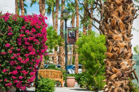 Summer in La Quinta, California, United States. Flowers and Palms in La Quinta Downtown Area.の写真素材