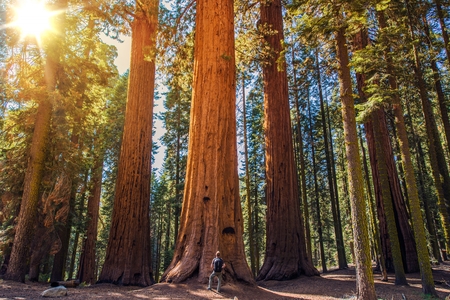Sequoia vs Man. Giant Sequoias Forest and the Tourist with Backpack  Looking Up.の写真素材