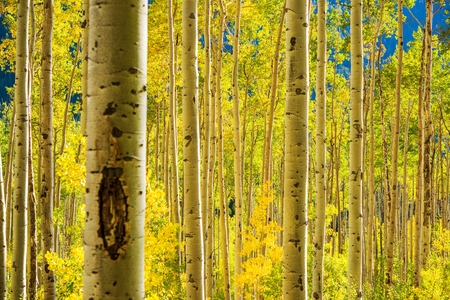 Aspen Trees Forest near Aspen in Colorado, United Statesの写真素材