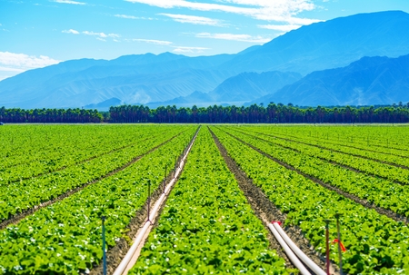 California Produce Theme. Lettuce Field in Coachella Valley, California, United States.の写真素材