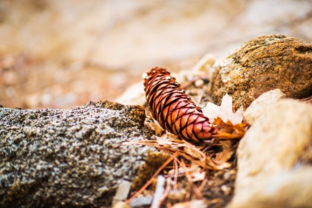Fallen Cone Closeup Photo. California San Bernardino Forest Cone.の写真素材