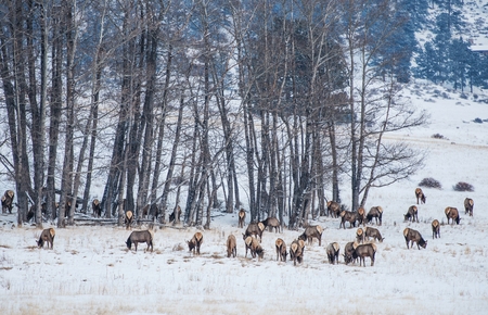 Colorado Elk Herd in Winter. Rocky Mountain National Park, Colorado, United States. Colorado Wildlife.の写真素材
