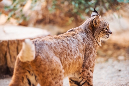 Bobcat Closeup. Colorado Adult Bobcat.の写真素材